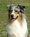 Australian Shepherd